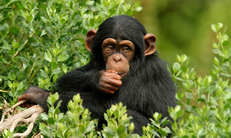 Kibale Forest Chimpanzee Tracking Operations
