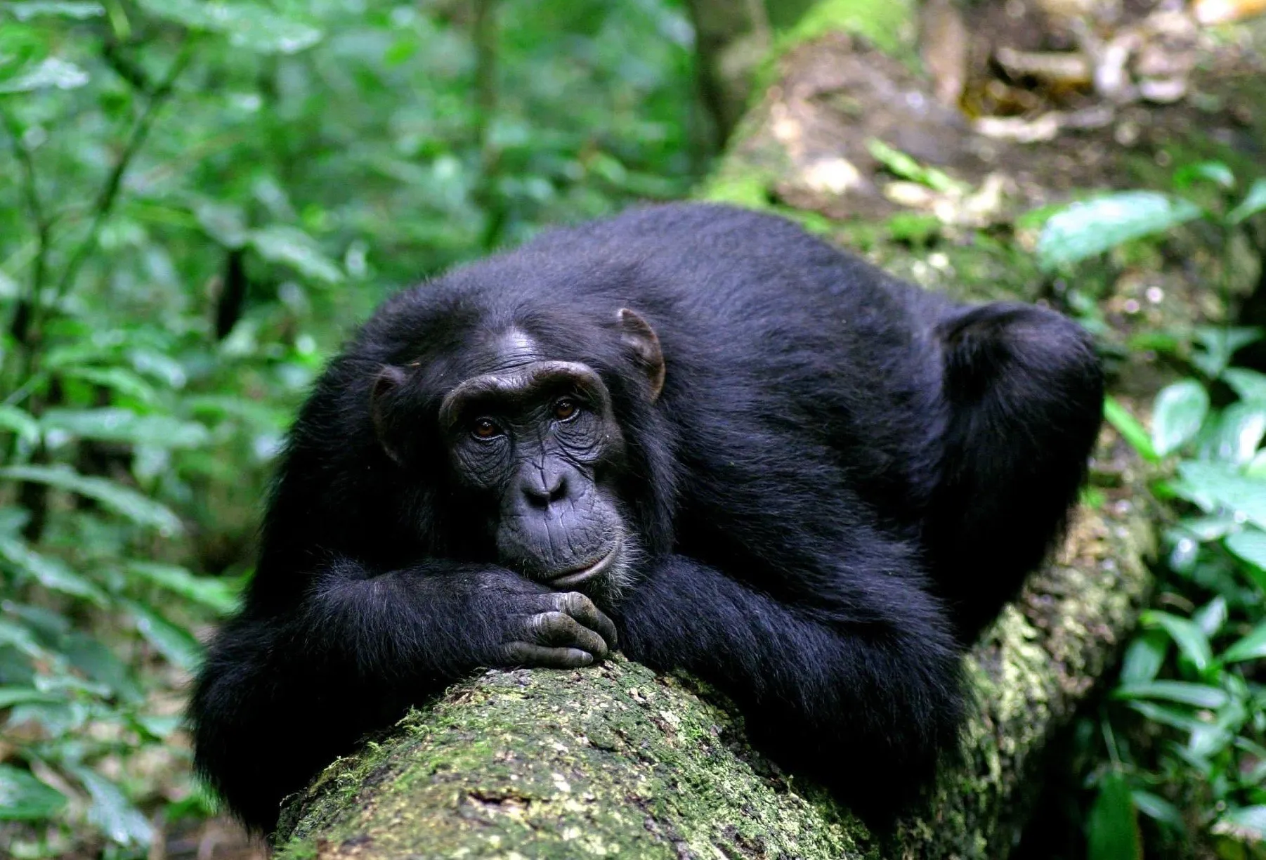 Kyambura Gorge Primates and Bwindi Gorilla Trekking