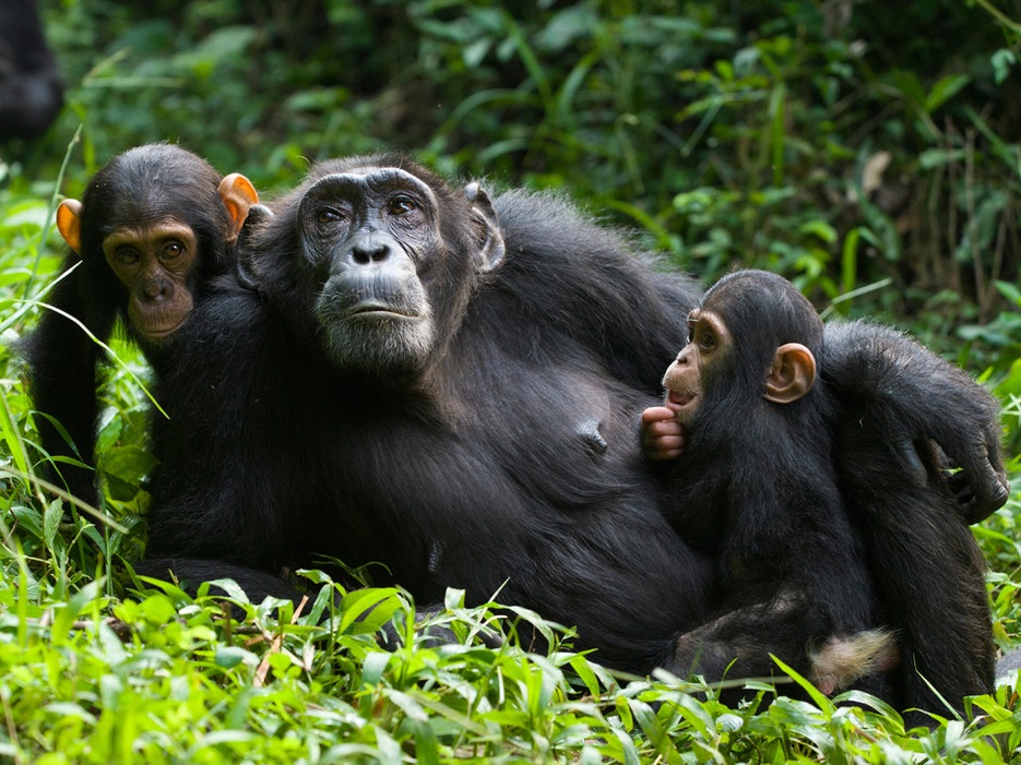 Chimpanzee Tracking in Kyambura Gorge