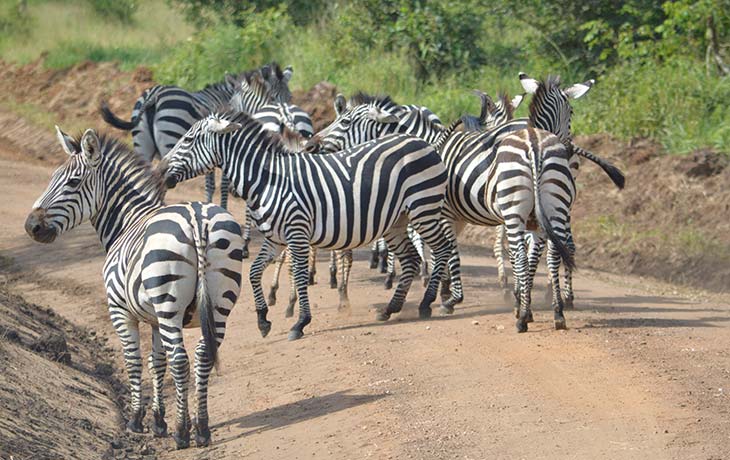 Lake Mburo National Park and Return to Entebbe