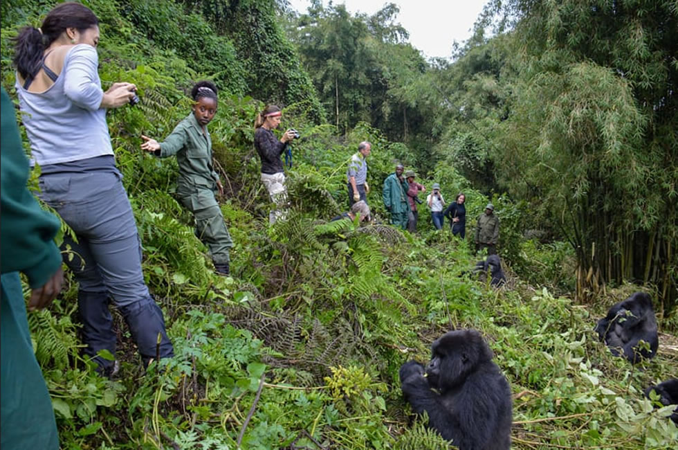 Premium Mountain Gorilla Trekking Operations