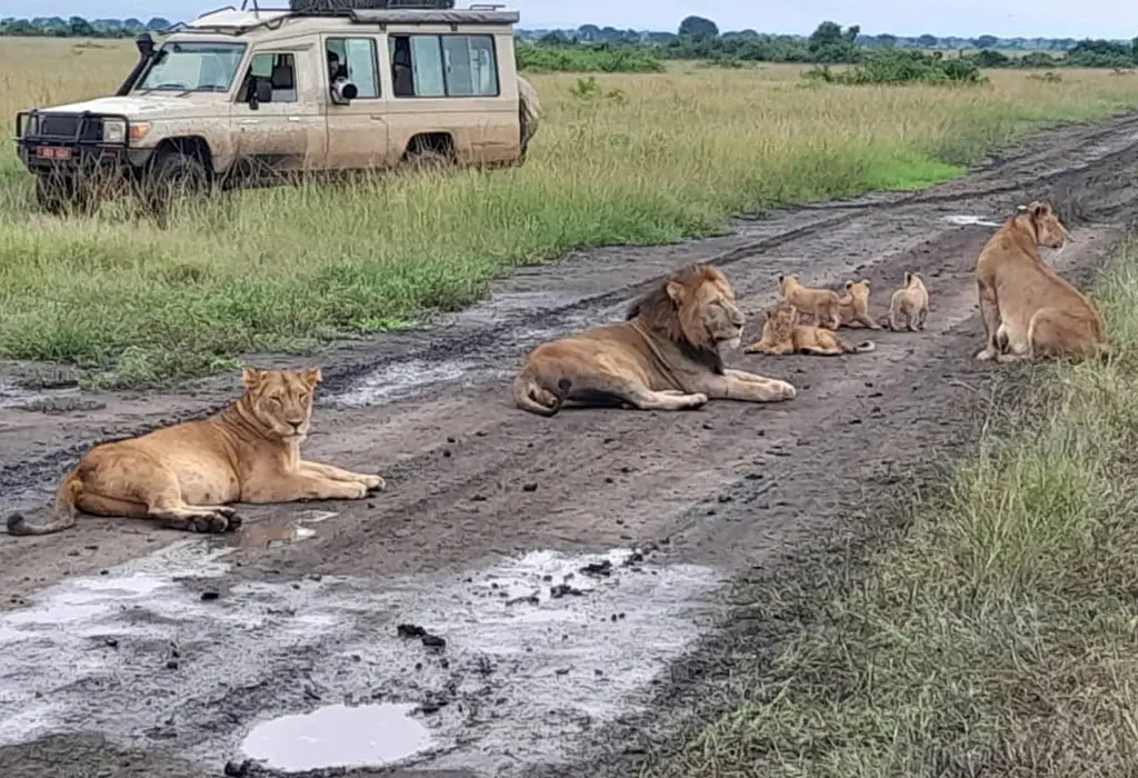 Kasenyi Plains Game Tracking & Kazinga Channel Cruise