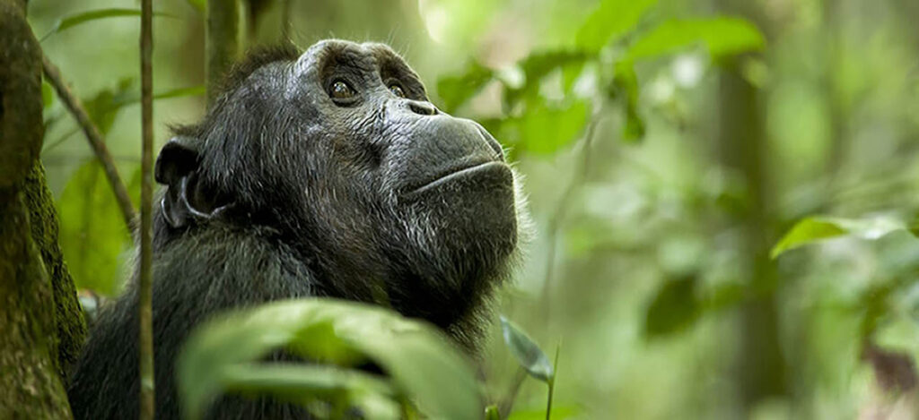 Premium Mountain Gorilla Trekking Operations